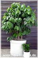 Coffea Arabica